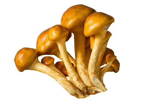 Nameko