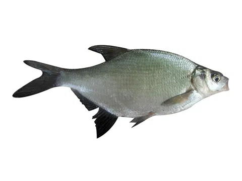 Keszeg egész 10% glazúr 200-400 g/db