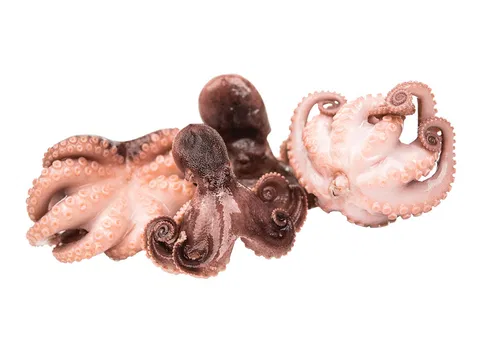 Baby octopus 20/40 20% glazing 1kg/bag 10kg/# (Octopus membrananceus)  