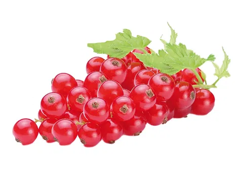 Johannisbeeren GastroGarden