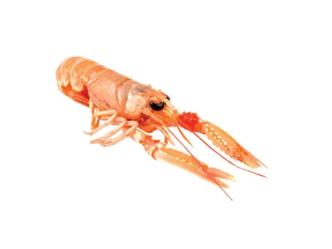 Whole Scampi 30% glaze (Nephrops Norvegicus) 17/20 700gr/bag  