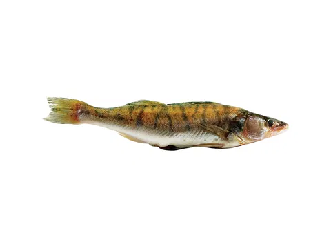 Pike-perch HOG 400-600g/pcs 10kg/# 10% glaze 400-600 g/db