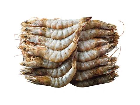 Shrimps/Vannamei m. Kopf, m. Schale 16/20 20% Glasur (Penaeus Monodon)
