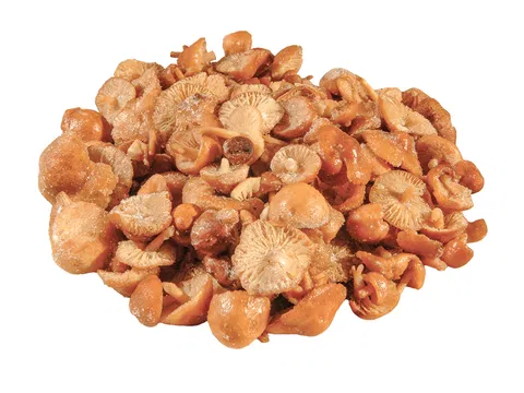 Lesná tanečnica poľná