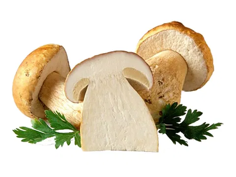 Steinpilz
