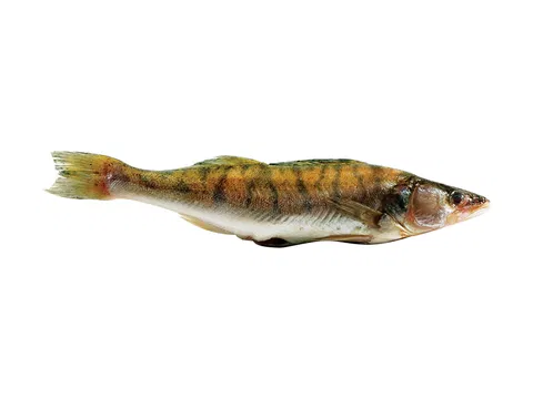 Pike perch HOG 600-900g/pcs 10kg/# 10% glaze 600-900 g/db