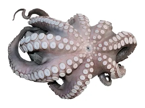 Octopus flower shape, (Octopus Vulgaris) 2-3kg12kg/#  
