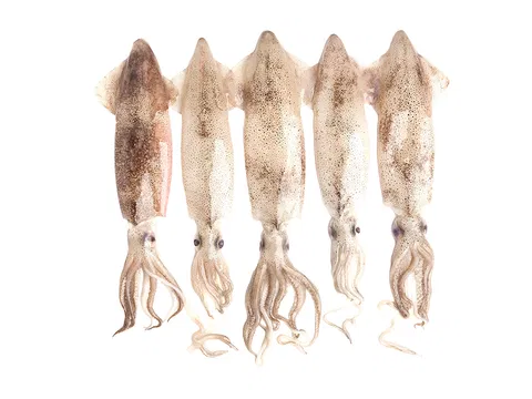 Tintenfisch aus Patagonien C4L 0-4 % Glasur  