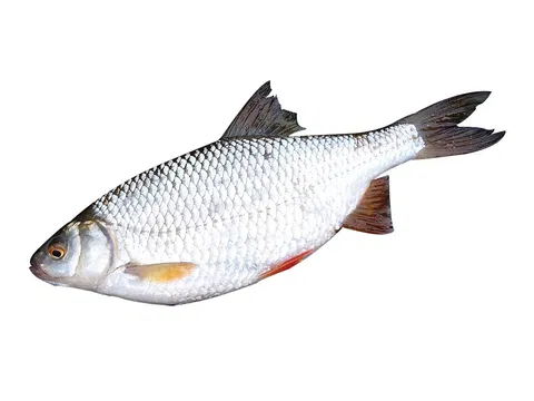 Döbel 400-600 g/db