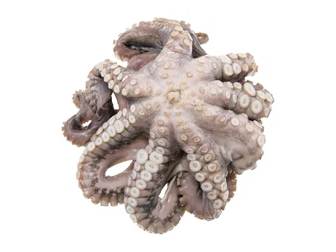 Octopus Vulgaris 1-2kg/pcs IQF 10kg/#