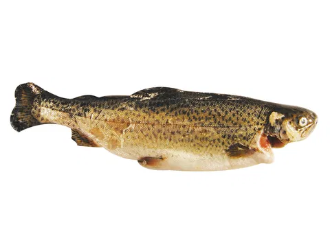 Forelle (Oncorhyncus mykiss) 200-250 g/db