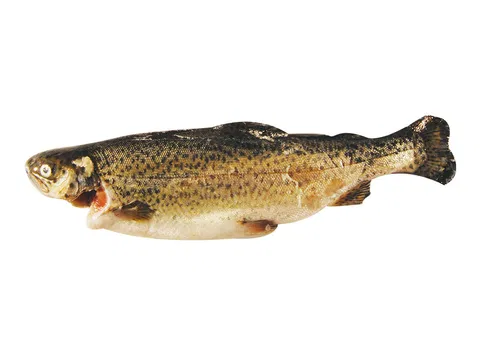 Forelle (Oncorhyncus mykiss) 250-300 g/db