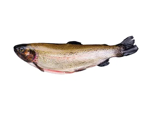 Forelle (Oncorhyncus mykiss) 300-350 g/db