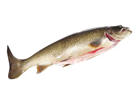 Forelle (Oncorhyncus mykiss) 350-400 g/db