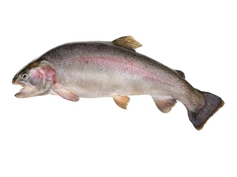 Forelle (Oncorhyncus mykiss) 10% Glasur 400-550 g/db