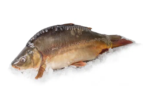Karpfenkörper ungarisch (Cyprinus carpio) 1 db/cs
